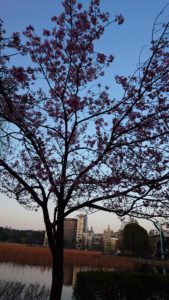不忍池の桜