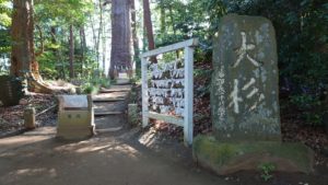 麻賀多神社、大杉